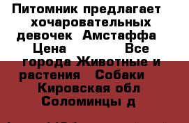 Питомник предлагает 2-хочаровательных девочек  Амстаффа › Цена ­ 25 000 - Все города Животные и растения » Собаки   . Кировская обл.,Соломинцы д.